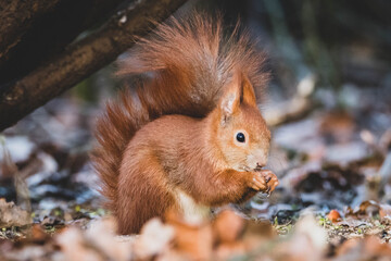 Eichhörnchen im Park