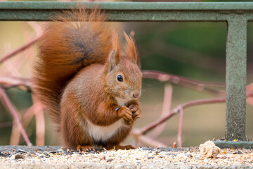 Eichhörnchen im Park
