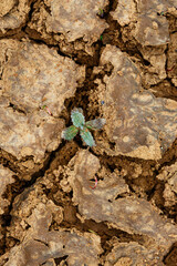 a plant that makes its way through dry soil