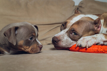Two cute bully puppie and bully on sofa at home.
