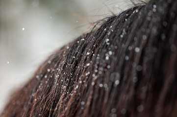 Closeup detail of snowflakes on horses mane. Beautiful photo of an animal horse. Detailed.