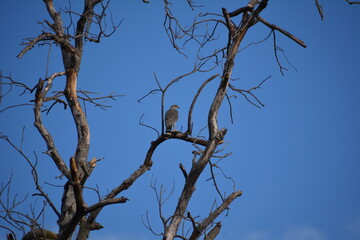 halcon peregrino en arbol seco 1