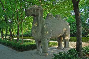 China, Nanjing, stone camels in the Sacred Way to Xiao ling Mausoleum. The place has harmony and serenity atmosphere. - 419252412