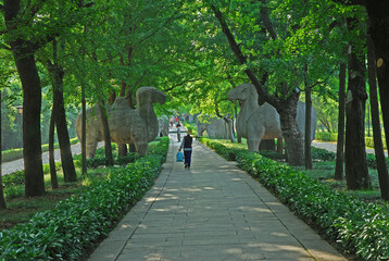 China, Nanjing, stone camels in the Sacred Way to Xiao ling Mausoleum. The place has harmony and serenity atmosphere. - 419252439