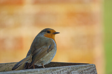 a robin redbreast on the wooden bird feeder table