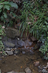 Stream in the woods