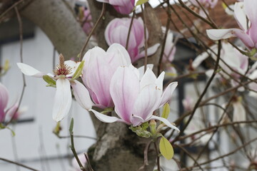 Blossoming flowers in the first day of spring