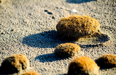 Dry oceanic posidonia seaweed balls on the beach and sand texture