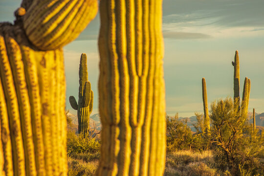 Saguaro View