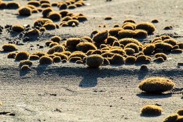 Dry oceanic posidonia seaweed balls on the beach and sand texture