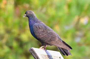 Pigeon standing on a wood