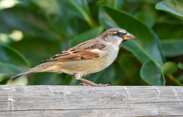 Sparrow standing on a wood