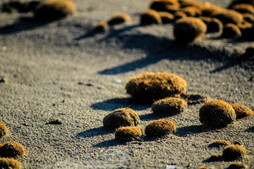 Dry oceanic posidonia seaweed balls on the beach and sand texture