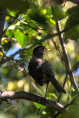 pajaro zorzal posando en rama de arbol