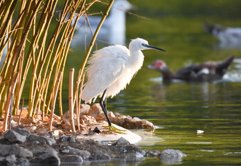 Little egret standing near a green pond