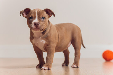 Mystified blue American Bully puppy curiously walking forward with its mouth.