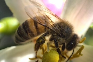 macro de abeja buscando o recolectando polen, polinizacion