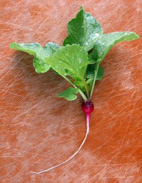 Tiny radish with leaves on a cutting board
