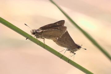mariposas o polillas copulando