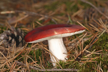 Tall Russule Russula Paludosa