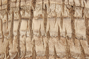 Bark Of A Coco Palm