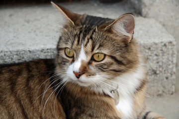 Naklejka na ściany i meble Portrait Of A Tabby Cat