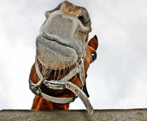 Head Of A Horse