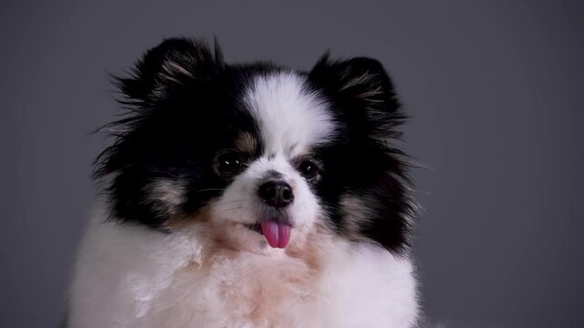 Portrait of a fluffy spitz with his tongue hanging out. Close up of the muzzle of a black and white pet on a gray background. Slow motion.
