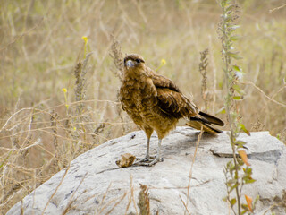 A large bird of prey, Chimango caracara, isolated, standing on top of a rock. Argentina native bird.