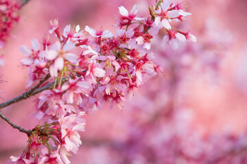 Close up blooming branch cherry blossom sakura .Beautiful nature scene orchard.Spring flowers