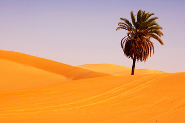 Solitary Palm Tree Growing In The Hot Desert Sand, Sahara Desert, Li