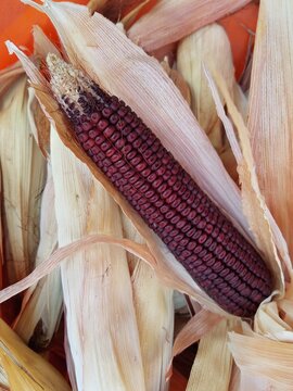Dent corn