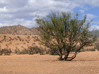 Lonely Bush In Southern Atlas Mountains, Morocco