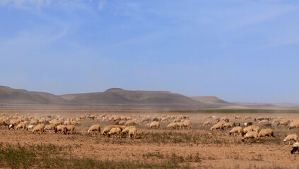 Fototapeta na wymiar Flock Of Sheep In The Autonomous Region Of Western Sahara, Morocco