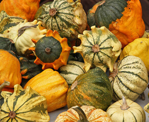 pumkin