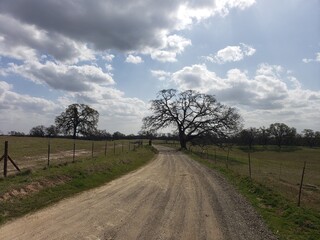 road with oak tree