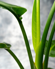 New unfurling leaf of strelitzia nicolai (bird paradise) isolated on grey background.  