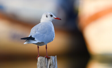 Seagull standing on a wood