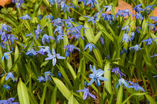 Scilla Bilder Durchsuchen 16,946 Archivfotos, und