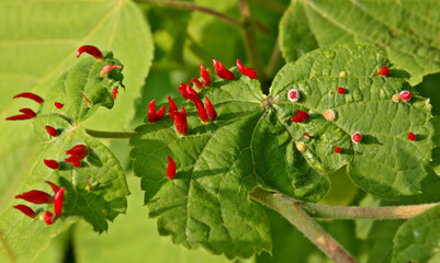 Leaves With Parasites