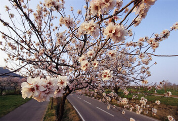 spring