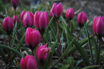 Pink Tulips