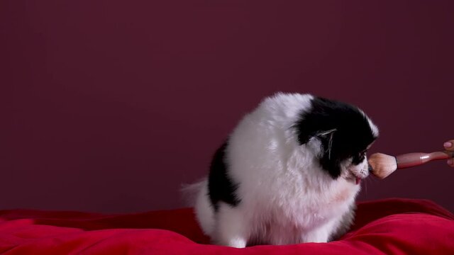 A cute Pomeranian is make up with makeup brushes and mascara. The dog sits on a red pillow in the studio on a burgundy background. Beauty salon, women's cosmetics, make up. Slow motion. Close up.