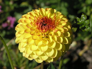 Bloom In The Autumn Sunlight
