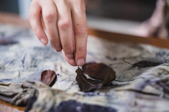 Eco print process. Female hand holding a leaf after unrolling a bundle of fabric or cloth naturally dyed