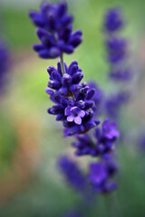 lavender