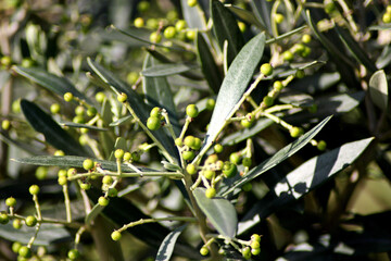 Olive Tree Branches Olives