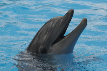 Fototapeta premium Dolphin