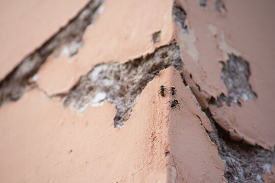 ants climbing the stone wall, group details