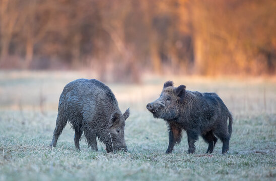 Wild boars standing on meadow